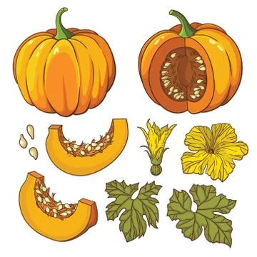 Vector botanical set with isolated  pumpkins, flowers and leaves. Stock Illustration