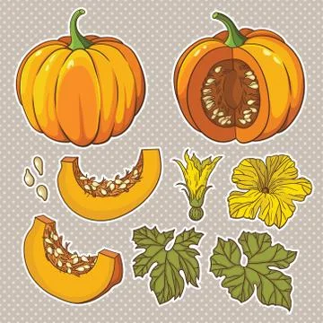 Vector botanical set with isolated  pumpkins, flowers and leaves. Stock Illustration