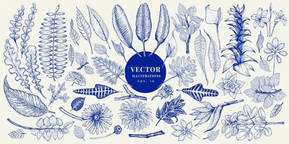 Vector botany collection. Retro hand drawn illustration set. Stock Illustration