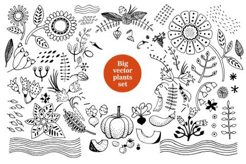 Vector botany collection. Retro illustration set Illustrazione stock