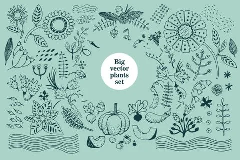 Vector botany collection. Retro illustration set Stock Illustration