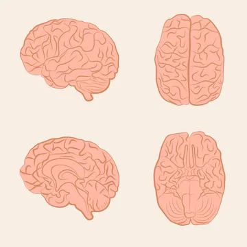 Vector brain Stock Illustration