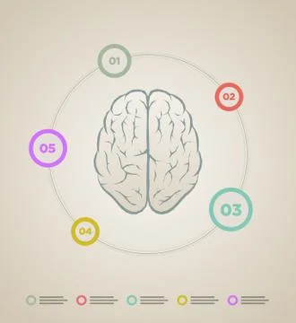 Vector brain infographic template Stock Illustration