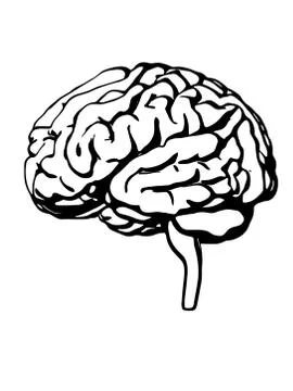 Vector brain silhouette illustration Stock Illustration