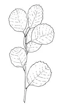 Vector branch of the Amelanchier tree. hand-drawn sketch-style small twig with Stock Illustration