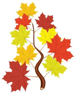 Vector branch with fall maple leaves Stock Illustration