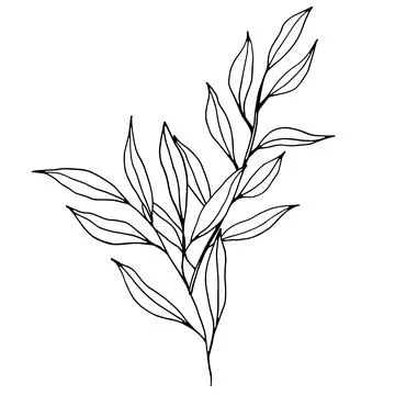 Vector branch with leaves. Elegant illustration for wedding cards, polygraphy Stock Illustration