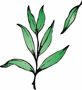 Vector branches and leaves. Hand drawn floral elements. Vintage botanical ill Illustrazione stock