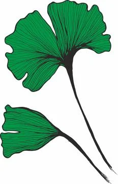 Vector branches and leaves. Hand drawn floral elements. Vintage botanical ill 库存插图