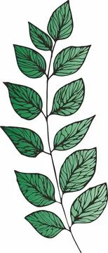 Vector branches and leaves. Hand drawn floral elements. Vintage botanical ill 库存插图