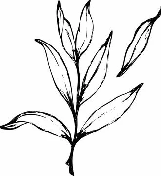 Vector branches and leaves. Hand drawn floral elements. Vintage botanical ill Illustrazione stock