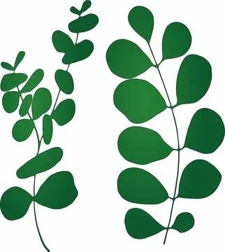 Vector branches and leaves. Hand drawn floral elements. Vintage botanical i.. Stock Illustration