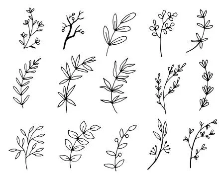 Vector branches and leaves. Stock Illustration
