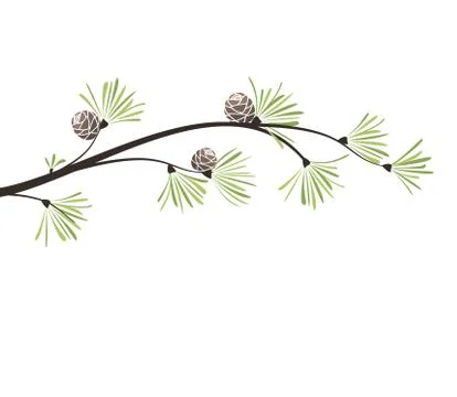 Vector branches pine Stock Illustration