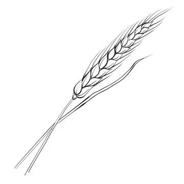 Vector branches of wheat on white backgrounds. Stock Illustration