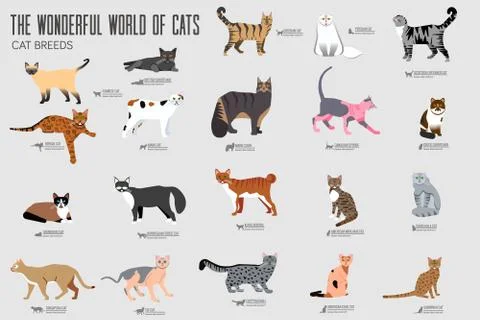 Vector breed cats icons set. Cute animal illustrations pet design . Collection Stock Illustration