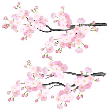 Vector bright cherry flowers brabches on white background Stock Illustration