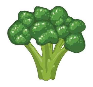 Vector broccoli  isolated on white background Stock Illustration