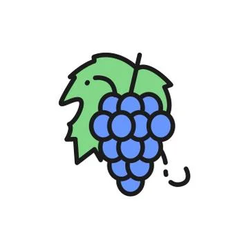 Vector bunch of grapes, fruit flat color line icon. Stock Illustration