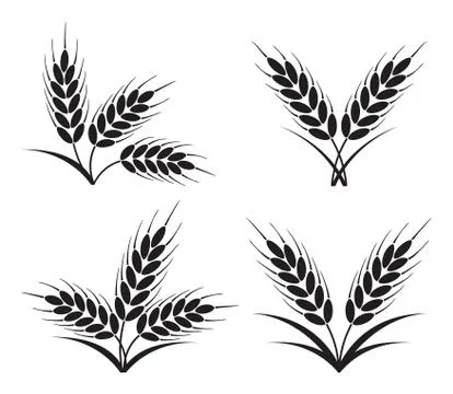 Vector bunches of wheat, barley or rye ears Stock Illustration
