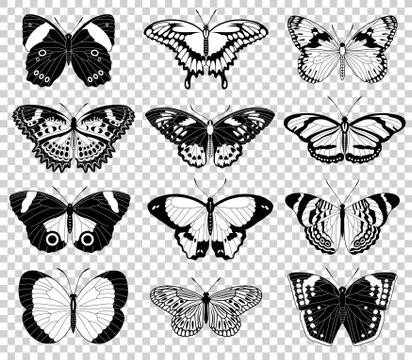 Vector butterfly illustrations Stock Illustration