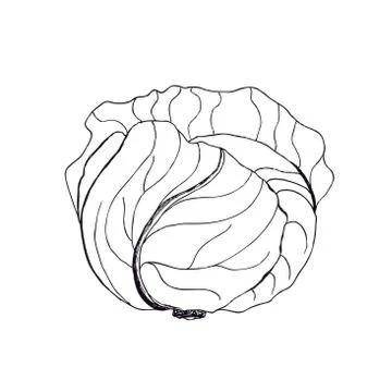 Vector cabbage. Cabbage clipart. Vector vegetable. Vector illustration. Ilustración de archivo