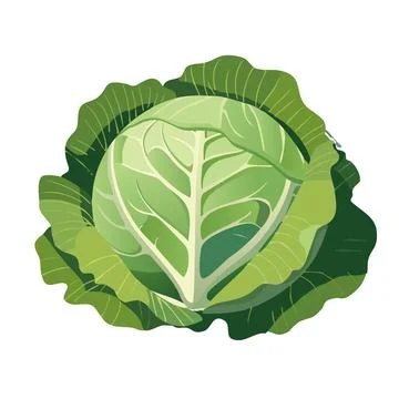 Vector cabbage top view, layered green leaves, flat simple design, isolated Stock Illustration
