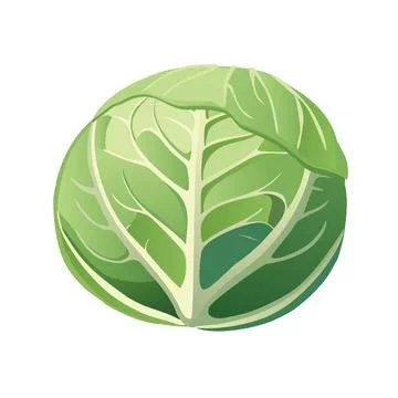Vector cabbage top view, layered green leaves, flat simple design, isolated Stock Illustration