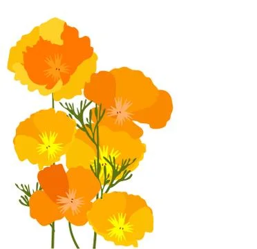 Vector California Poppies Stock Illustration