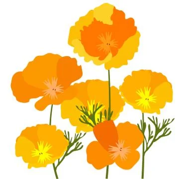 Vector California Poppies Stock Illustration