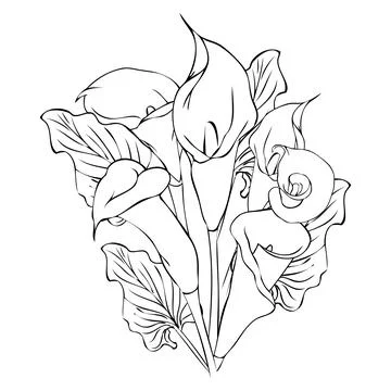 Vector Calla flowers outline drawing isolated white Stock Illustration