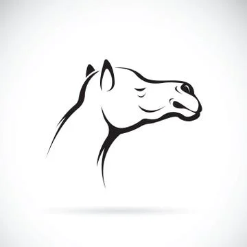 Vector of a camel head on white background, Wild Animals. Stock Illustration
