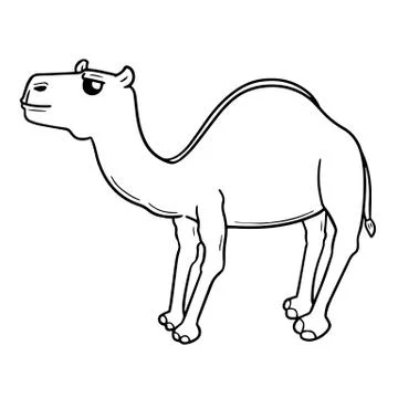 Vector of camel Stock Illustration