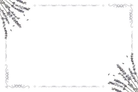 Vector card frame with lavender flowers on a white background Stock Illustration