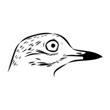 Vector card with hand drawn cute plover. Beautiful animal design elements, in Stock Illustration