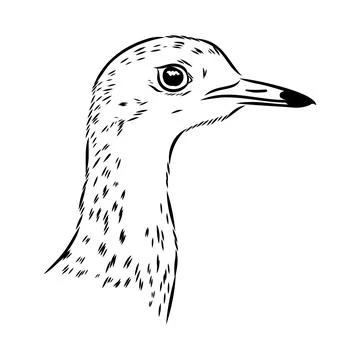 Vector card with hand drawn cute plover. Beautiful animal design elements, in Stock Illustration