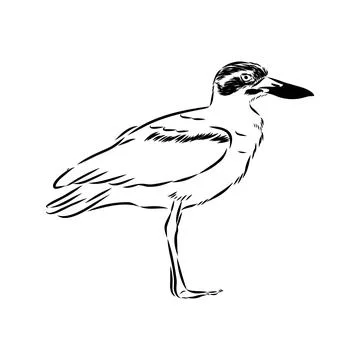 Vector card with hand drawn cute plover. Beautiful animal design elements, in Illustrazione stock