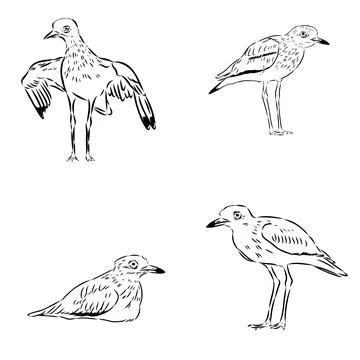 Vector card with hand drawn cute plover. Beautiful animal design elements, in Illustrazione stock