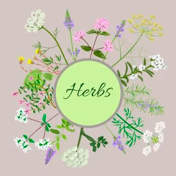 	Vector card with herbs and plants. Vintage circle with herbal Stock Illustration
