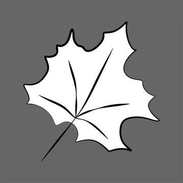Vector Caricature style Maple Leaf. Outline Black and White Botany element is Stock Illustration