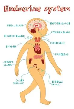 Vector cartoon illustration of endocrine system for kids Illustrazione stock