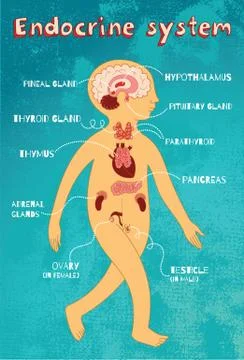 Vector cartoon illustration of endocrine system for kids Stock Illustration