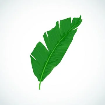 Vector cartoon isolated tropic leaf of Banana palm. Illustrazione stock