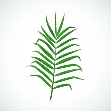 Vector cartoon tropic leaf of palm tree. イラスト素材