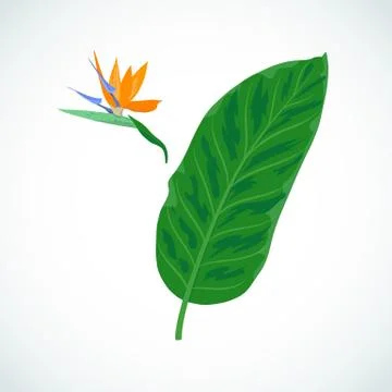 Vector cartoon tropic leaf of Strelitzia Reginae. Stockillustratie