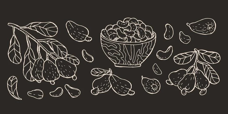 Vector cashew nut sketch set. Fruit illustration on black background. Stock Illustration