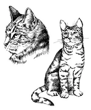 Vector cat tattoo art or print design Stock Illustration