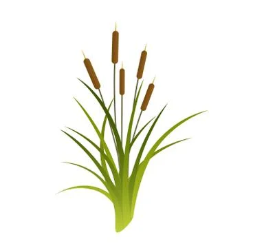 Vector Cattails Illustration Stock Illustration