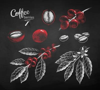 Vector chalk drawn set of berries Stock Illustration