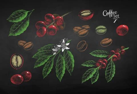 Vector chalk drawn set of coffee berries Stock Illustration